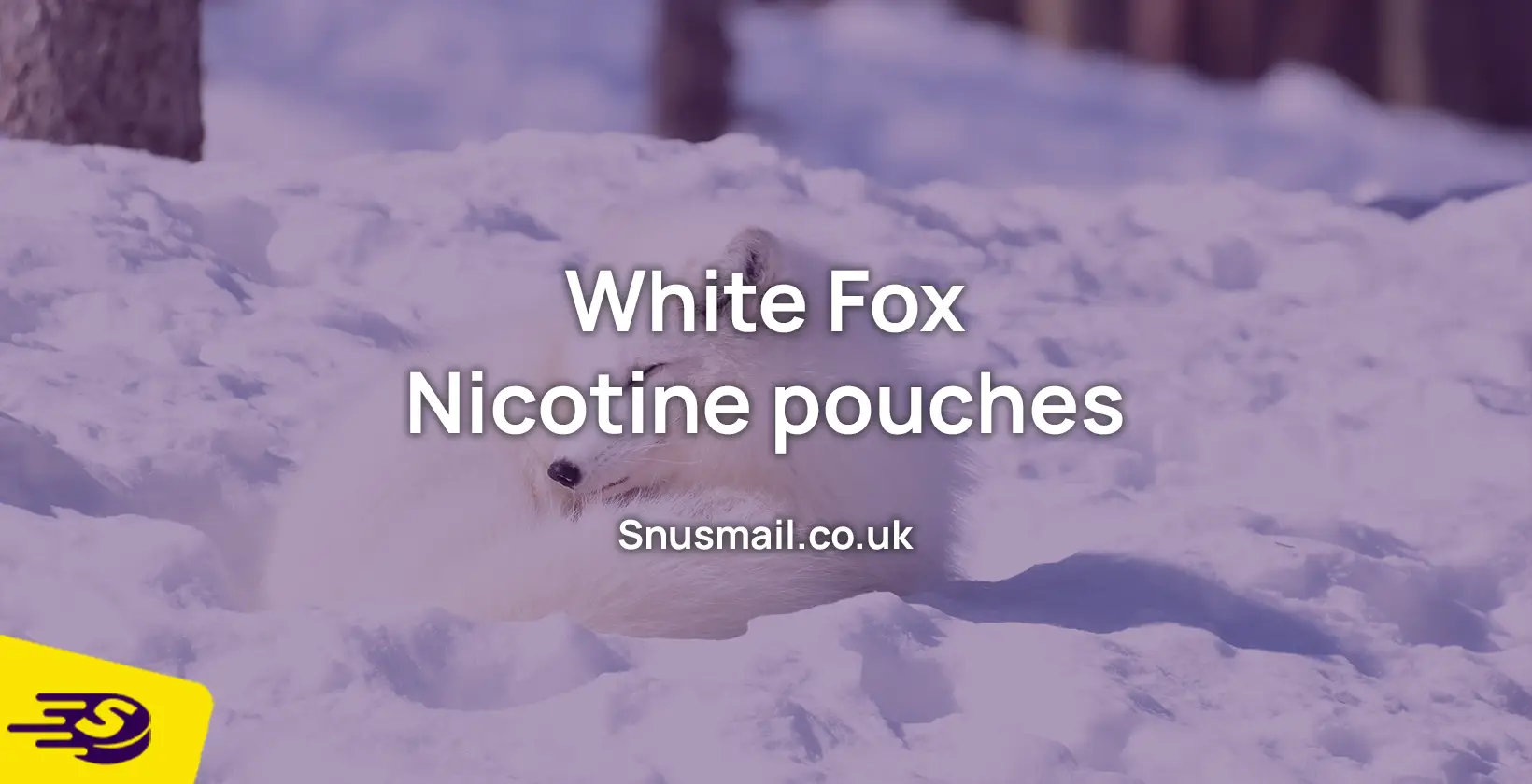 White fox nicotine pouches article